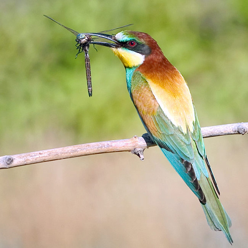 ���������� �����