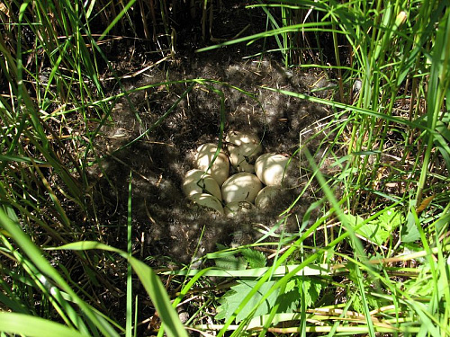 ������ ����� ����