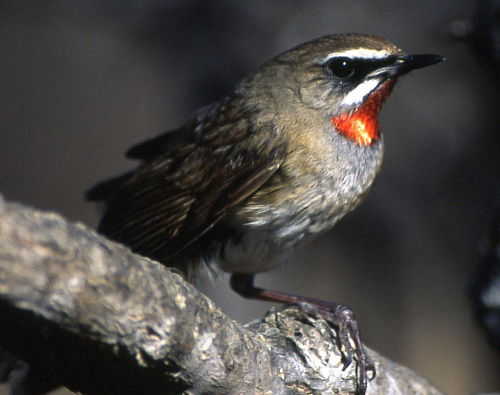 �������-�����������