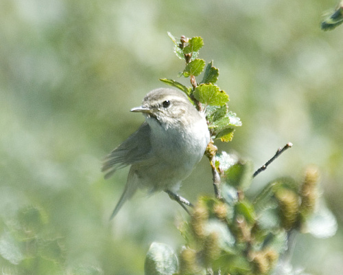 ����� �������