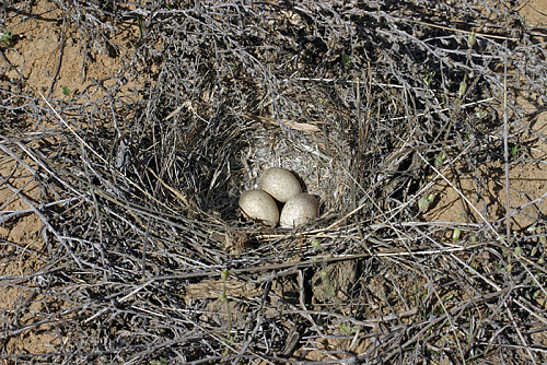 ����� ���������