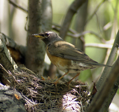 ��������� �����