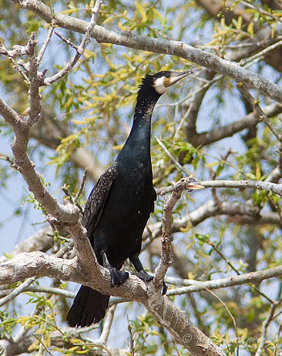 ������� ������