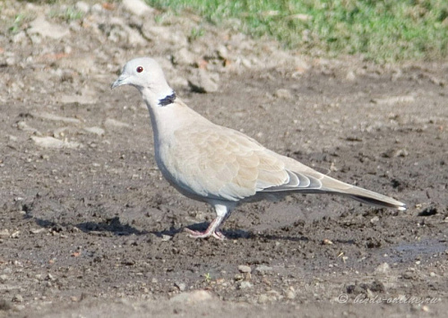 ��������� �������