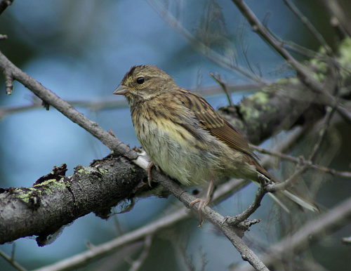 ������� ����������� �������