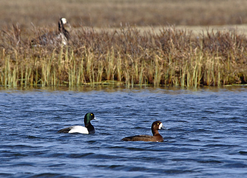 ������� �������