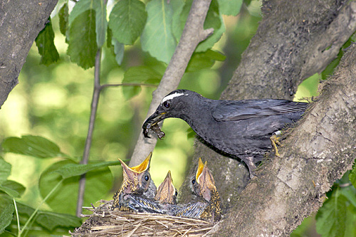 ��������� �����