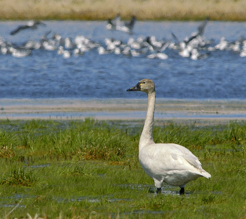 ������������ ������