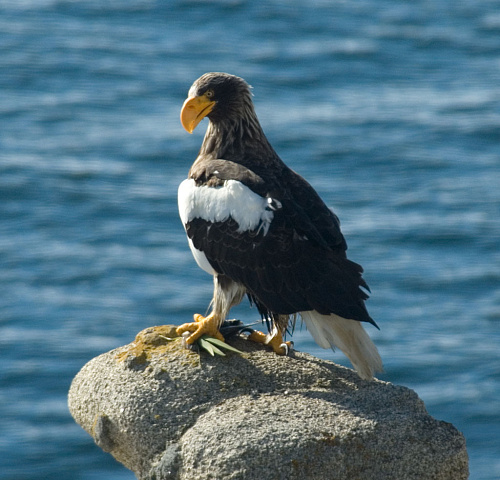 ���������� �����