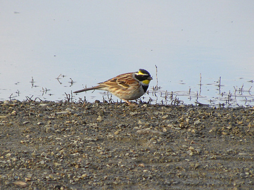 ����������� �������