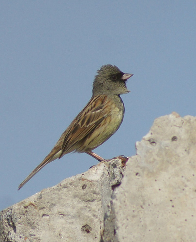 ����������� ������� ��� ����� �������