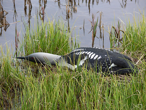 �� ������