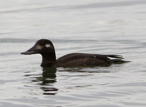 ������������ ������