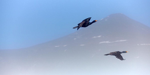 ����������� �����