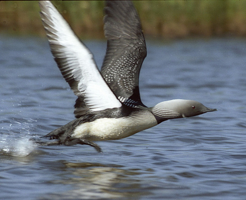 ���������� ������