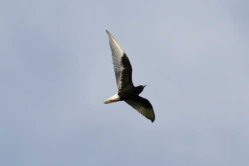 ���������� ������