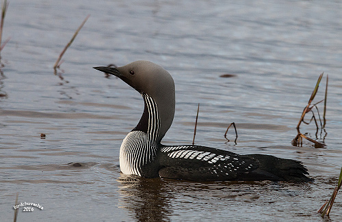 ����������� ������