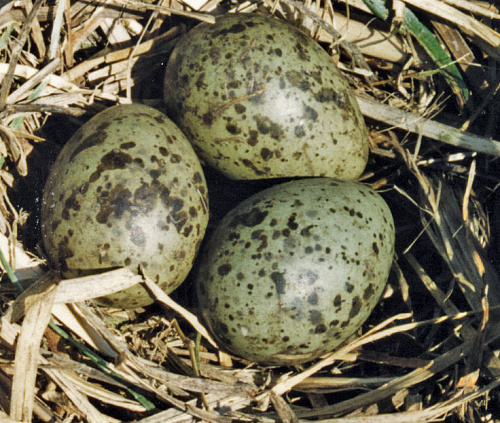 ����� �����