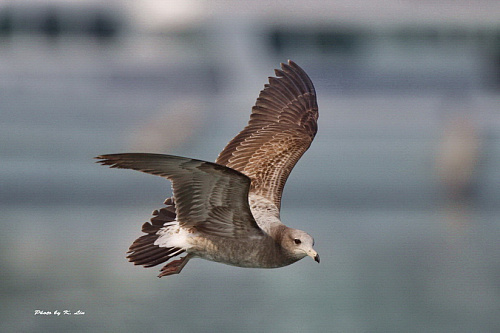 ������������ �����