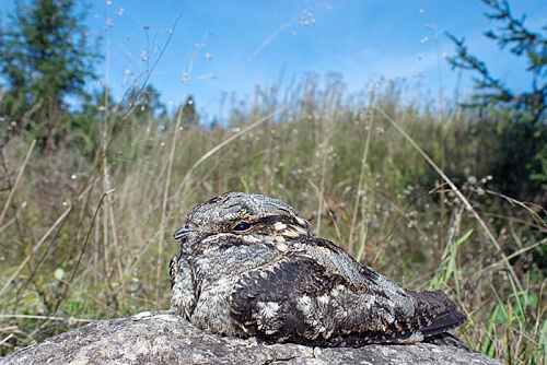 ������������ �������