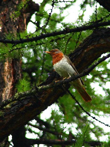 ����������� �����. 