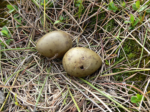 ������ ����������� �����