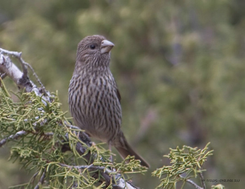 ������� �������� (�����)