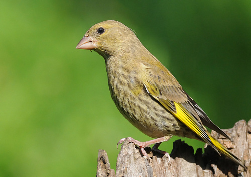 ��������� �������