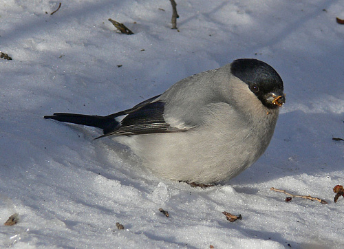 ����� �������