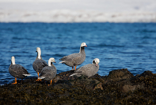 ���� �������