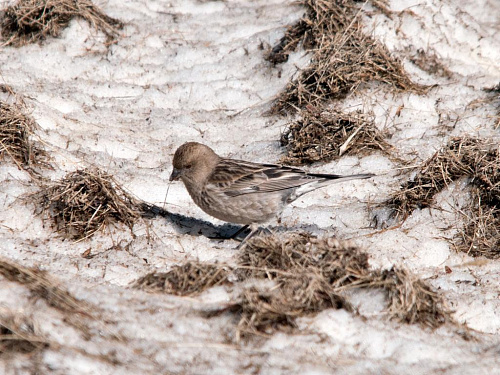 ����������� ������