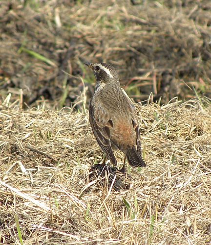 ����� �����