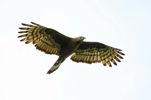 �������� �����