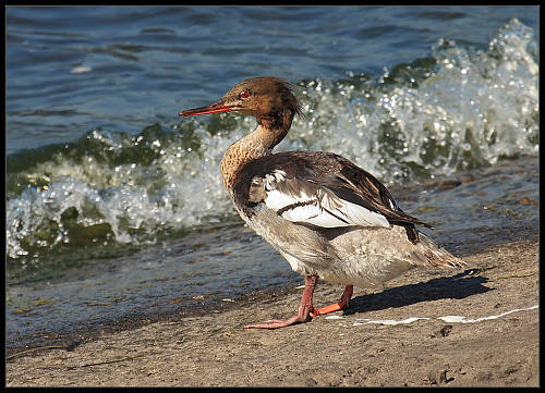 ����������� �������