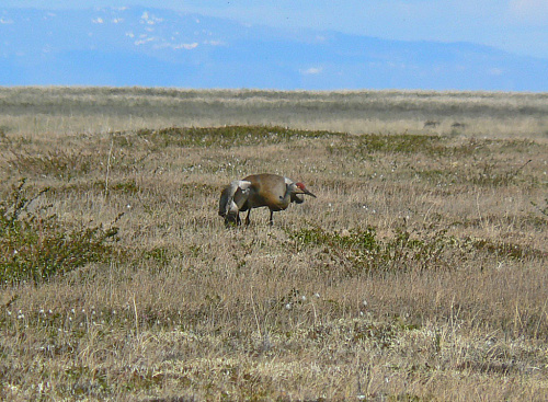 ����� � �������