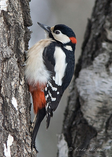 ������� ������� �����