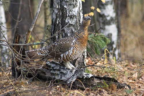 �������, �����