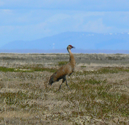 ����� � �������