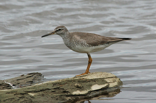 ��������� ��������� ���� 