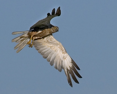 �������� ����