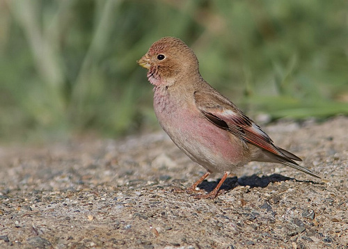 ����������� �������