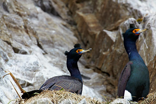 ����������� ������