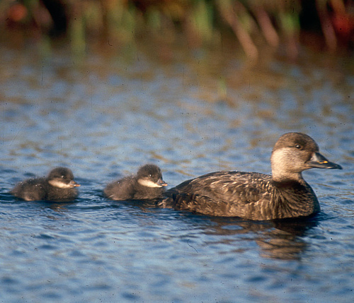 ������������ ������