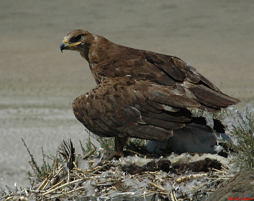 ����� �� ������ � �������.