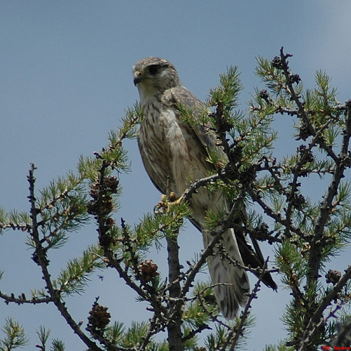 ����� ��������