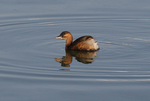 ����� �������