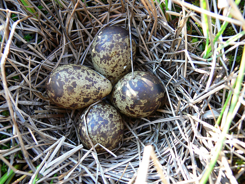 ������ ������