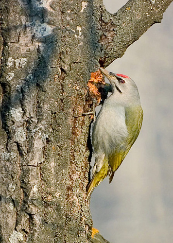 ����� �����