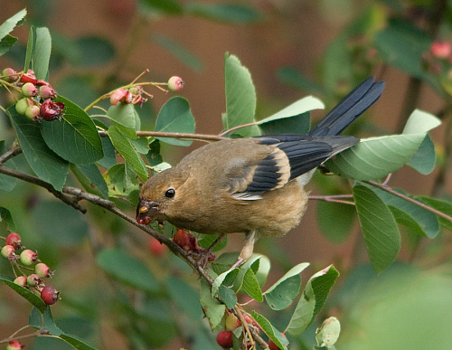 ������� �������