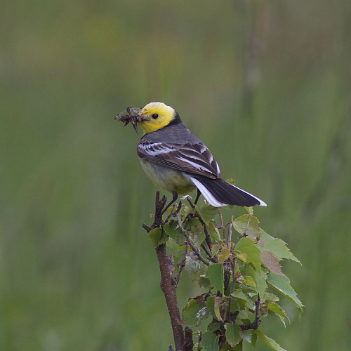 ������������ ����������